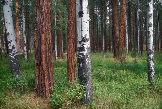 PHOTO: Would these Ponderosa pines and aspen trees in the Deschutes National Forest be 