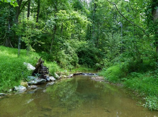 Forested buffers installed on farmland can help reduce stream pollution and increase farm productivity. Photo courtesy of publicdomainpictures.net.