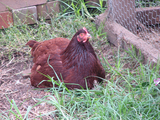 PHOTO: There are concerns that the Food and Drug Administration's voluntary program to reduce certain uses of antibiotics for farm animals won't be effective. Overuse has led to an increase in antibiotic-resistant bacteria or so-called 