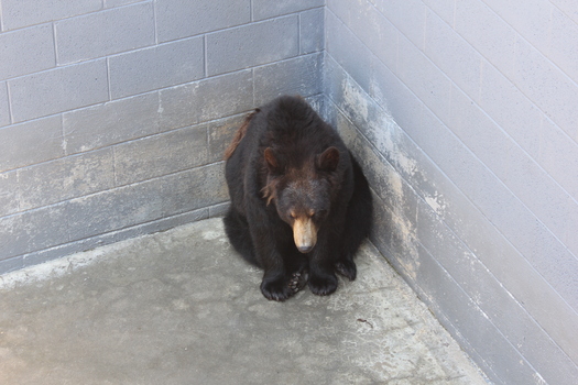 A bear at a roadside zoo in a barren cage. The group PETA is asking the USDA to enforce humane standards for bears in captivity. Photo courtesy PETA.