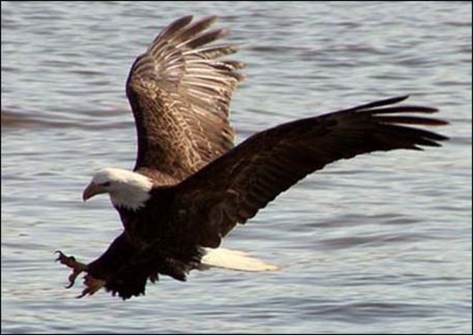 PHOTO: At least a dozen bald eagles have died in the past month in Utah and state wildlife officials don't know the cause. Photo courtesy of the U-S Fish and Wildlife Service.