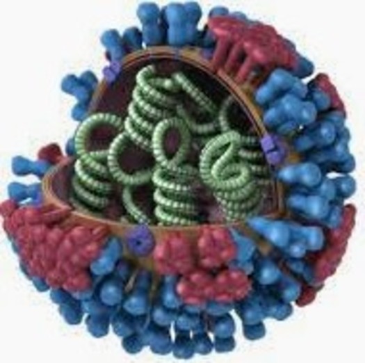 PHOTO: This graphic from the Centers for Disease Control is a representation of the flu virus, which has just started to get a foothold in Wisconsin.