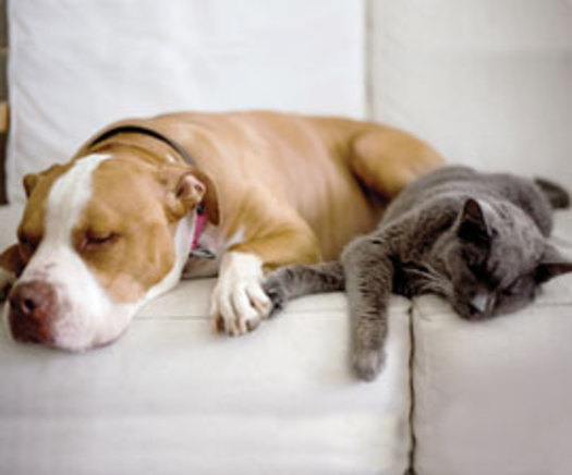 Holiday food and decor can be dangerous for pets. Photo courtesy of the HSUS.
