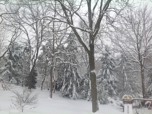 PHOTO: As picturesque as the freshly fallen snow may be, doctors encourage Michiganders to enjoy the view from inside because the extreme cold poses serious potential health risks. Photo courtesy of Mona Shand