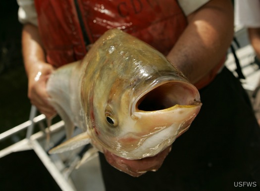 PHOTO: Conservationists say a physical barrier is the only viable method to keep Asian carp in the Mississippi River from entering the Great Lakes. Photo courtesy of USFWS.