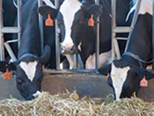 PHOTO: The Humane Society of the United States wants to end the practice of cutting off the tails of dairy cows, calling it inhumane and unnecessary. Photo credit: WI Dept. of Agriculture