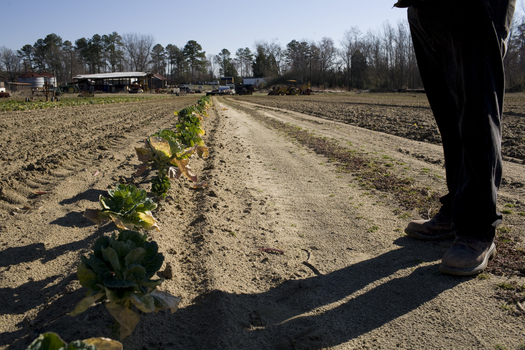 PHOTO: It is estimated that 30 percent of farmers and 90 percent of farm workers in North Carolina don't have health insurance  and some may be hesitant to sign up under the Affordable Care Act. Photo courtesy RAFI USA.