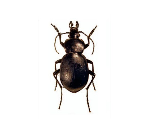 PHOTO: Farmers and ag professionals are meeting in Hailey today to learn about beneficial insects and other critters, and how to make them part of the farm family. For example, this predaceous ground beetle eats slugs. Photo credit: Wikipedia Commons