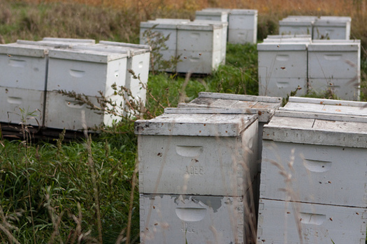 PHOTO: A report on how Minnesota could work to stem the die-off of bees in recent years was delivered to the state Capitol on Wednesday. CREDIT: Brian Jeffery Beggerly 