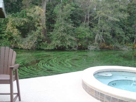 Photo: Green slime covers the St. Johns River in Jacksonville, taken on November 12, 2013. Courtesy: Ed Washington.