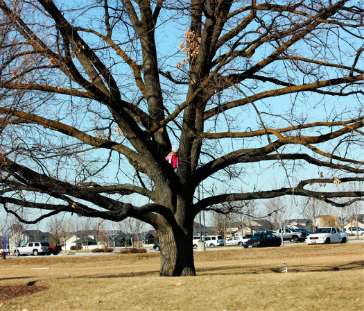 PHOTO: A long-held belief about old trees has been uprooted. A new study from the U.S. Geological Survey finds that trees' growth rates do not slow as they get older and larger � instead, they keep putting on mass along with their years. Photo credit: Deborah C. Smith