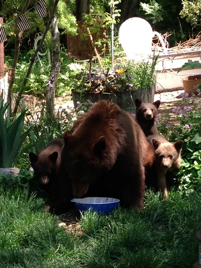 PHOTO: Black bears eating garbage and roaming around populated areas near Lake Tahoe when they should be hibernating is the result of Nevada's severe drought, according to the Nevada Department of Wildlife. Photo courtesy of the state Department of Wildlife.