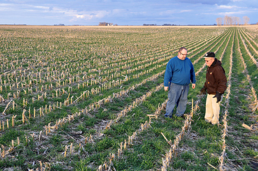 PHOTO: As more farmers across the state and the country turn to cover crops, the latest trend of mixing species can have an even greater impact. Photo credit: Natural Resources Conservation Service.