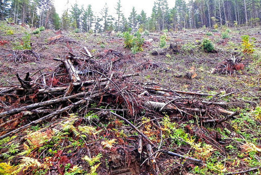 PHOTO: The groups that want to stop the White Castle timber sale point to another BLM experimental harvest known as Buck Rising (part of which is seen here), saying the result looks too much like clear-cutting. Photo credit: Francis Eatherington