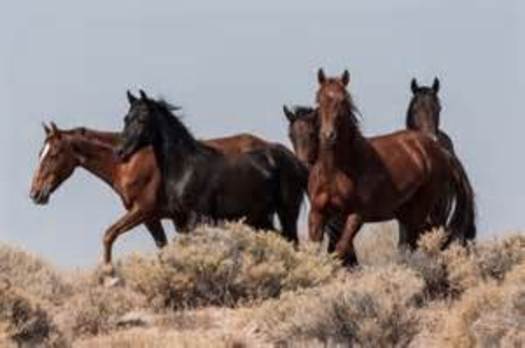PHOTO: Owning a horse that once roamed the Nevada range is possible through an adoption program. Photo courtesy Bureau of Land Management.