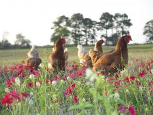 PHOTO: Pasture-raised hens get 2.5 acres per 1,000 hens to roam and feed, according to guidelines developed by the Virginia-based group Humane Farm Animal Care. Photo courtesy HFAC.