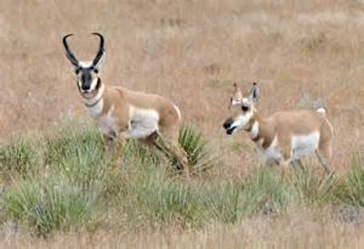 PHOTO: In a unique exchange, New Mexico is sending some pronghorn to Arizona for some of the Grand Canyon State's Gould's turkeys. Photo credit: New Mexico Dept. of Game and Fish.