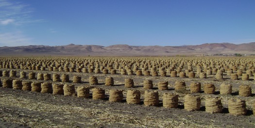 PHOTO: The federal government is taking steps to help farmers meet the challenges climate change is causing for agriculture. Photo courtesy of the Nevada Department of Agriculture.