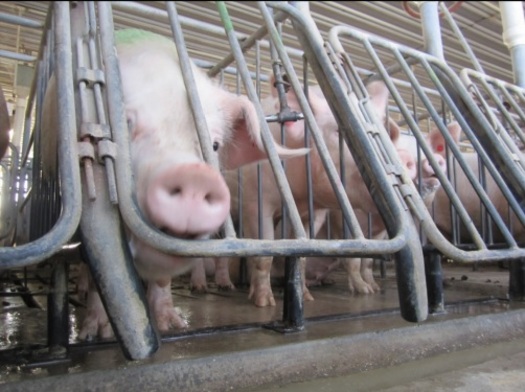 PHOTO: Fast-food giant Wendy's is demanding quarterly reports from pork suppliers about their ability to provide pork produced without the use of gestation crates. Photo credit: Humane Society of the United States.