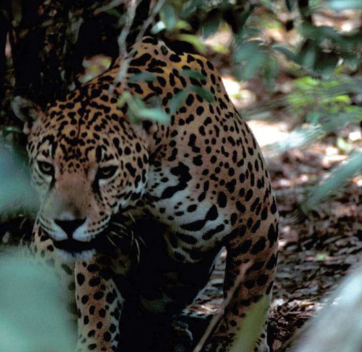 PHOTO: The U.S. Fish and Wildlife Service is granting protection for the habitat of the endangered jaguar in New Mexico and Arizona. Photo courtesy of the U.S. Fish and Wildlife Service.