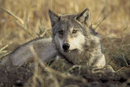 PHOTO: Oregon now has 64 wolves, but the species' recovery may be at risk, in part because of the wolf management policies of neighboring Idaho. Photo credit: Karen and John Hollingsworth for U.S. Fish & Wildlife Service.