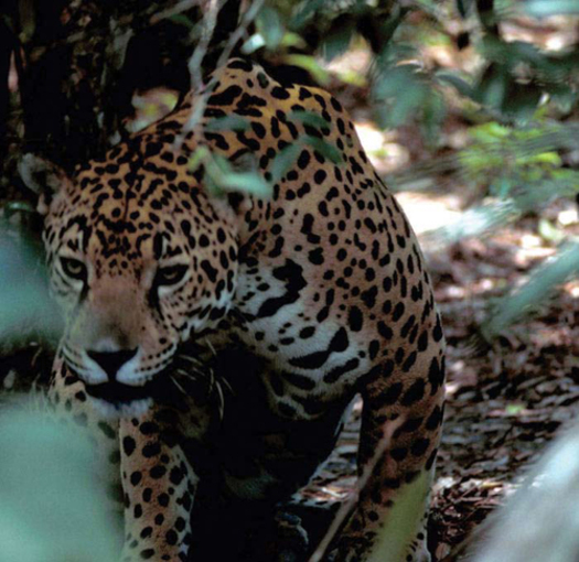 PHOTO: The U.S. Fish and Wildlife Service is granting protection for the habitat of the endangered jaguar in Arizona and New Mexico. Photo courtesy of the U.S. Fish and Wildlife Service.