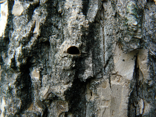 PHOTO: The emerald ash borer leaves an emergence hole that's shaped like the letter 