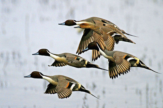 PHOTO: Migratory ducks, like these northern pintails photographed at the Tule Lake National Wildlife Refuge on the Oregon-California border, are more susceptible to disease as a result of drought. That's just one impact of climate change in a new report from the National Wildlife Federation. Photo credit: Jack Noller, USFWS.