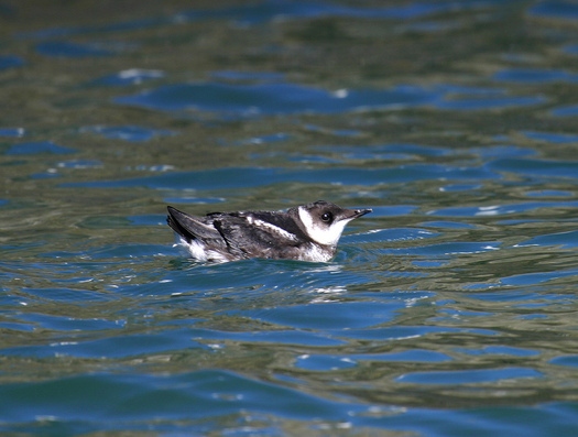 PHOTO: Some of the marbled murrelet's prime Oregon habitat is in the Elliott State Forest, where the State of Oregon is accepting bids to sell off 3,000 acres to allow timber harvest. Photo credit: R. Lowe, USFWS. 