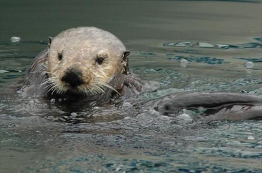 PHOTO: A $21,000 reward is being offered to help find the person or persons who shot and killed three sea otters last fall near Monterey. Photo credit: USGS