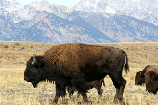 PHOTO: Bison are among the mascot animals featured in a report from the National Wildlife Federation that outlines how climate change is affected mascot animals in real life. Photo credit: National Park Service.