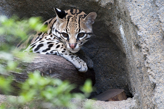 PHOTO: Droughts driven by climate change are already threatening the reproductive health of ocelots and sea level rise is expected to wipe out some of the ocelot's coastal habitat. Photo credit: Mike Fisher