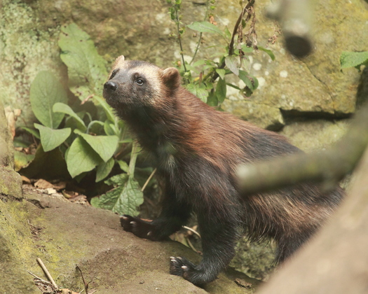 PHOTO: How the University of Michigan Wolverines will fare in the March Madness tournament remains to be seen, but a new report cries foul for real wolverines due to climate change. Photo credit: morguefile.com