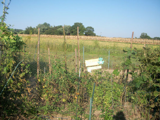 PHOTO: A network of community gardens in Pennsylvania will provide nutritious fruits and vegetables to low income residents. Photo courtesy of wikimediacommons.