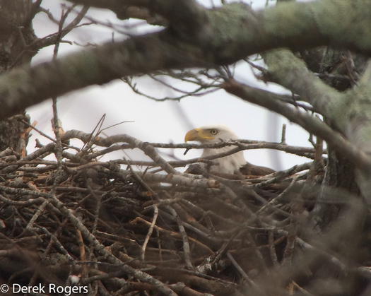 PHOTO: The presence of this nesting bald eagle and its mate has been confirmed by Nature Conservancy staff, inside the Mashowmack Preserve on Shelter Island. Photo credit: Derek Rogers, used with permission of The Nature Conservancy.