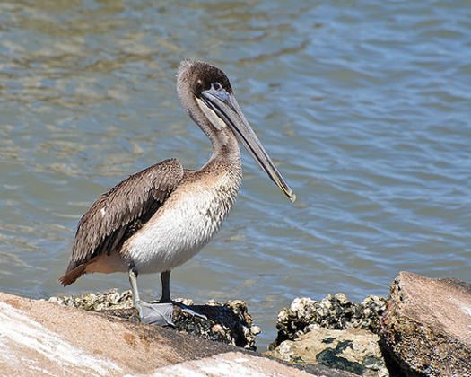 PHOTO: The pelicans of Galveston Bay are among the birds affected by the oil spill from the crash of a ship and a barge carrying marine fuel oil. CREDIT: Mike Fisher