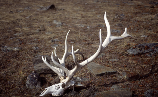 PHOTO: The state of Nevada is banning collecting antlers shed by mule deer and elk between Jan. 1 and mid-April, starting in 2015. Photo courtesy National Park Service.
