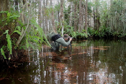PHOTO: Wetland areas around Florida, such as cypress domes in the Florida Everglades, will see greater protection if the rules are put in place. Courtesy: Miguel Leyva