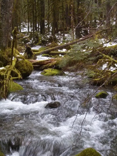 PHOTO: Mossy Creek, a tributary of the Salmon River, is one of many smaller Oregon streams that doesn't receive Clean Water Act protections. The EPA has proposed a rule to protect more small or seasonal streams. Photo credit: Nic Callero, National Wildlife Federation.