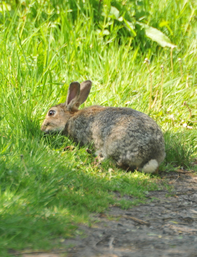 PHOTO: Bunnies are a symbol of the season, but experts caution parents considering bringing one home for Easter to make a thoughtful decision that is best for the animal and the family. Photo credit: morguefile.com user bobby. 