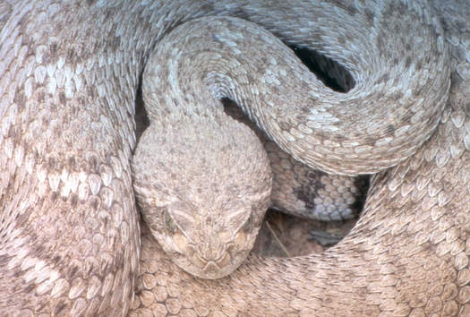 PHOTO: Nevada wildlife officials say the severe drought will likely cause rattlesnakes to be out in big numbers this spring and summer, and possibly in areas they're not expected. Photo courtesy U.S. National Park Service