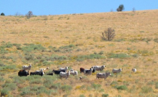 PHOTO: The high-profile battle over a cattle roundup near Bunkerville, Nev., has First Amendment implications, ACLU says. Photo: BLM.