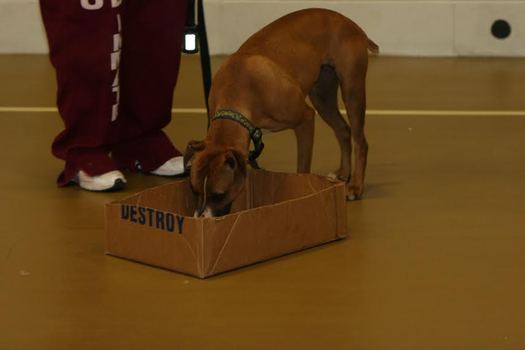 PHOTO: Canines With a Cause provides service dogs, trained by female prison inmates, to veterans coping with Post Traumatic Stress Disorder and other mental health challenges. Photo courtesy Canines With a Cause.