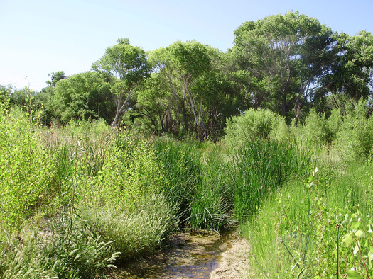 PHOTO: Opponents of a huge open-pit copper mine proposed for southeast of Tucson say it would impact the areas fragile water supply, damaging features such as Cienega Creek. Photo credit: Pima County Regional Flood Control District.