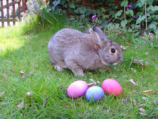 PHOTO: Despite yearly warnings, many parents buy Easter gifts of baby bunnies and chicks for sale in many pet stores and online on sites like Craigslist, but animal advocates caution that when the novelty wears off, there are limited options. Photo credit: Hihih Krulik/Wikipedia