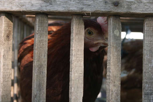 PHOTO: While some Hoosiers voice concerns over health matters, those in favor of ordinances allowing backyard chickens say the birds are a sustainable food source and just as clean as any other pet. Photo credit: Jason Webber.