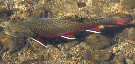 PHOTO: Opponents of HB1576 warn it could be detrimental to species like the brook trout, by changing the way wild brook trout streams are designated in the Commonwealth. Photo credit: Daniel Mayer on Wikimedia Commons.