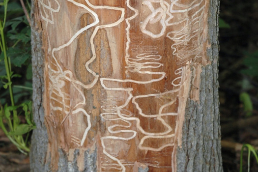 PHOTO: This photo shows the kind of damage the emerald ash borer does when it gets into a tree. The Wisconsin Agriculture Department urges people not to transport firewood with the slogan Buy It Where You Burn It. Photo courtesy Wisconsin Department of Agriculture.