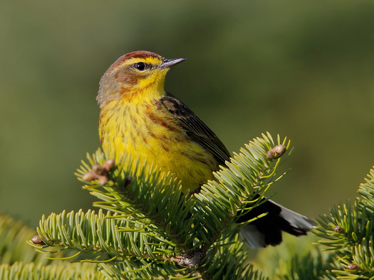 Photo: Palm warblers are among the birds migrating between Canada's boreal forest and Florida every winter. Photo credit: Jeff Nadler