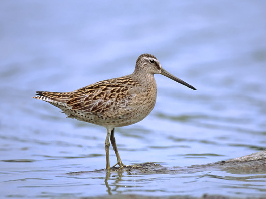 IMAGE: The short-billed dowitcher is one of millions of birds flying over California en route to Canada that are facing new threats to what some call 